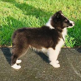 Collie, Flat-Coated Retriever, and Shetland Sheepdog Puppies from Enclave