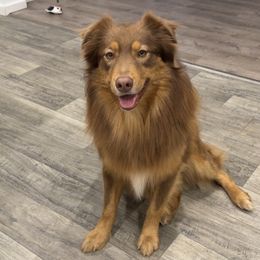 Happy - Australian Shepherd