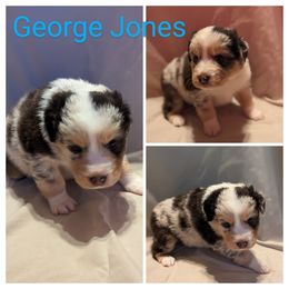 Boy 2 - Blue merle Australian Shepherd puppy in Sanger, California from A&M Australian Shepherds