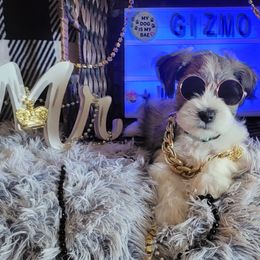 Miniature Schnauzer Puppies from T & A Cali Schnauzer