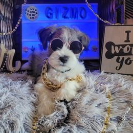 Miniature Schnauzer Puppies from T & A Cali Schnauzer