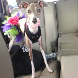 Phoebe - Italian Greyhound