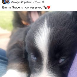 Australian Shepherd Puppies from Copeland's Kennels