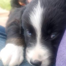 Australian Shepherd Puppies from Copeland's Kennels