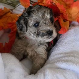 Wanda ( red collar) - Merle female Schnoodle puppy in Novinger, Missouri from Stormi Sky Schnoodles