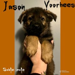 Jason Voorhees - Sable male German Shepherd puppy in Lewisburg, Kentucky from RED’s German Shepherds
