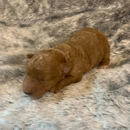 Huck - Red  male Poodle puppy in Haddam, Kansas from Golden B Acres