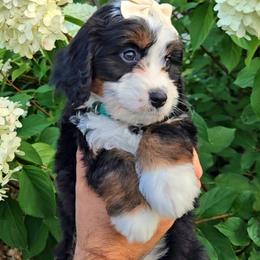 Pearl - Tri-color female Bernedoodle puppy in Russell Springs, Kentucky from 270 Doodles