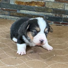 Girl 1 - Black and tan female Pembroke Welsh Corgi puppy in Visalia, California from VIP Stables