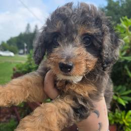 Amethyst - Blue roan and tan female Cockapoo puppy in Little Valley, New York from Velvet Moon Cockapoos