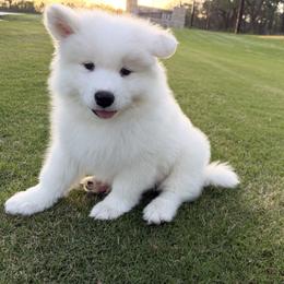 Echo - White and biscuit male Samoyed puppy in Weatherford, Texas from Pure North Samoyeds