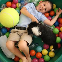 Border Collie Puppies from Top Notch Border Collies