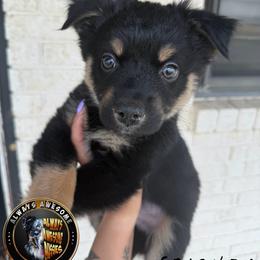 Ross - Black tri-color male Australian Shepherd puppy in Lubbock, Texas from Always Awesome Aussies
