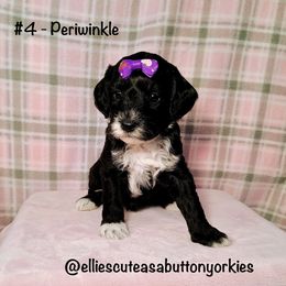 Bernedoodle puppies from Ellie's Cute as a Button Yorkies