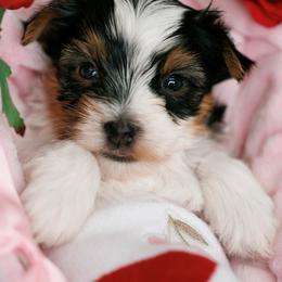 Holly - Parti female Yorkshire Terrier puppy in West Fargo, North Dakota from A Yorkie Tale