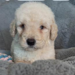 Super-Man - Cream male Goldendoodle puppy in Pensacola, Florida from Goldendoodles Love You in Pensacola Friend Edition