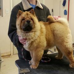Chow Chow All Grown Up from VIP Chows
