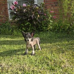 Aaron  Long Star Angel - Black and white male Chinese Crested puppy in Amarillo, Texas from Victoria's Chinese Cresteds Long Star Angels