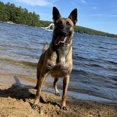 Chakra - Belgian Malinois