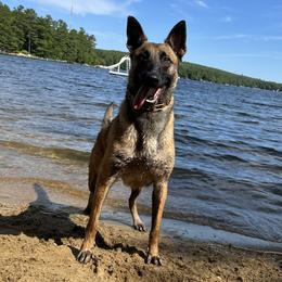 Chakra - Belgian Malinois