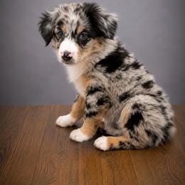 Lyra - Blue merle female Miniature Australian Shepherd puppy in Macomb, Missouri from Show Me MO Aussies