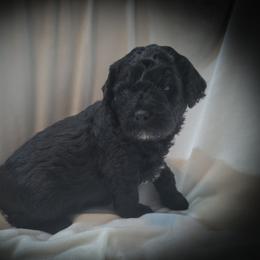 Boy1 - Black and white male Cavapoo puppy in Medina, Ohio from Momma's Minis