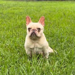 Minnie - French Bulldog