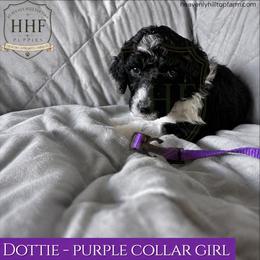 DOTTIE - Purple Collar Girl - Black and White Parti - Parti female Poodle puppy in Charlo, Montana from Heavenly Hilltop Farm