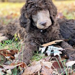 Pomeranian and Poodle Puppies from Sky’s the Limit Cloud K9’s