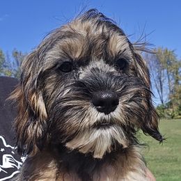 Bowen - Sable male Cavapoo puppy in Lebanon, Kentucky from Mosaic Merle Doodles