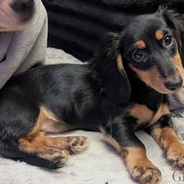 Tortellini - Black and cream female Dachshund puppy in Salina, Kansas from Grove Grown Dachshunds