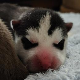 1 Johnny Cash (Reserved till 8 weeks old show evaluation) - Black and white male Siberian Husky puppy in Heppner, Oregon from Yuki Ookami Show Kennel