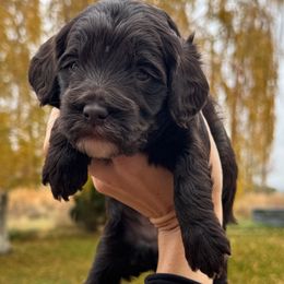 Hilo - Brown and white male Bernedoodle puppy in Horseshoe Bend, Idaho from Over the Moon Poodles and Doodles