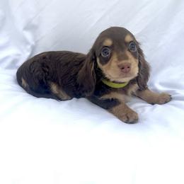 Lime Green - Chocolate and cream male Dachshund puppy in Silver Springs, Florida from DeMarsh's Dachshunds