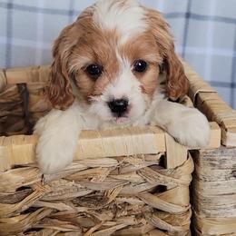 Cavalier King Charles Spaniel, Cavapoo, and Poodle Puppies from Rocky Desert Goldens and Cavaliers