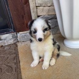 Blue Merle Boy - Blue merle white and tan male Shetland Sheepdog puppy in Shirley, Arkansas from Lucky Pups