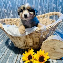 Miniature Australian Shepherd Puppies from Broken T Australian Shepherds