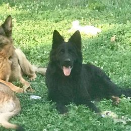German Shepherds from Saddle up Farm