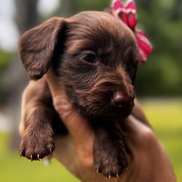 Co Co Puff - Chocolate female Dachshund puppy in Bentonville, Arkansas from T & D Dachshunds by design