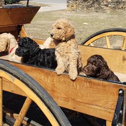Goldendoodle Puppies from Southern Charm Goldendoodles