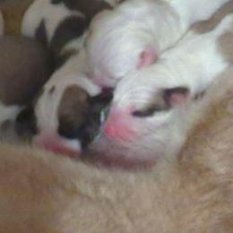 Boy 3 - Fawn male Central Asian Shepherd Dog puppy in Mena, Arkansas from Red Desert Australian Cattle Dogs