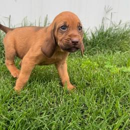 Girl 2 - Red female Bloodhound puppy in Tahlequah, Oklahoma from HNH Hounds