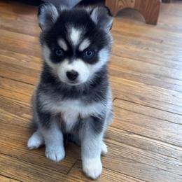 Flurry - Black and white male Pomsky puppy in Venus, Pennsylvania from Hemlock Pines Pomsky