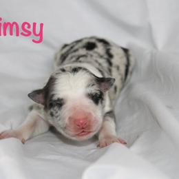 Whimsy - Blue merle female Border Collie puppy in Cedartown, Georgia from Ferguson Border Collies
