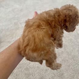 Poodle Puppies from ItalianToyPoodles