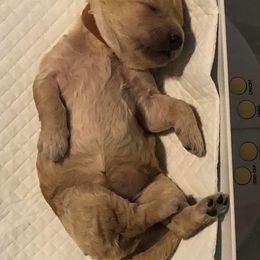 Goldendoodle Puppies from SunriseDoodles