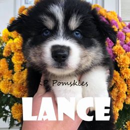 Pomsky Puppies from KP Pomskies LLC
