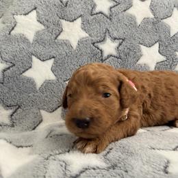 Nala - Pink Band Girl - Red  female Poodle puppy in Plainfield, New Jersey from Caris Paws Poodles and Labradoodles