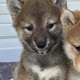 Darbi - Sesame female Shiba Inu puppy in Winthrop, Minnesota from Kayobi Shibas