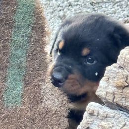 Rottweiler Puppies from Cross Creek Rottweilers